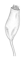 Bryum preissianum, capsule. Drawn from D. Petrie s.n., Aug. 1918, CHR 490351, and E.A. Hodgson 162, CHR 490353.
 Image: R.C. Wagstaff © Landcare Research 2015 